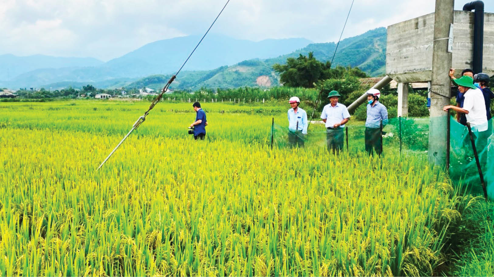 Thu hoạch nhanh gọn lúa hè thu, tránh thiệt hại do mưa lũ