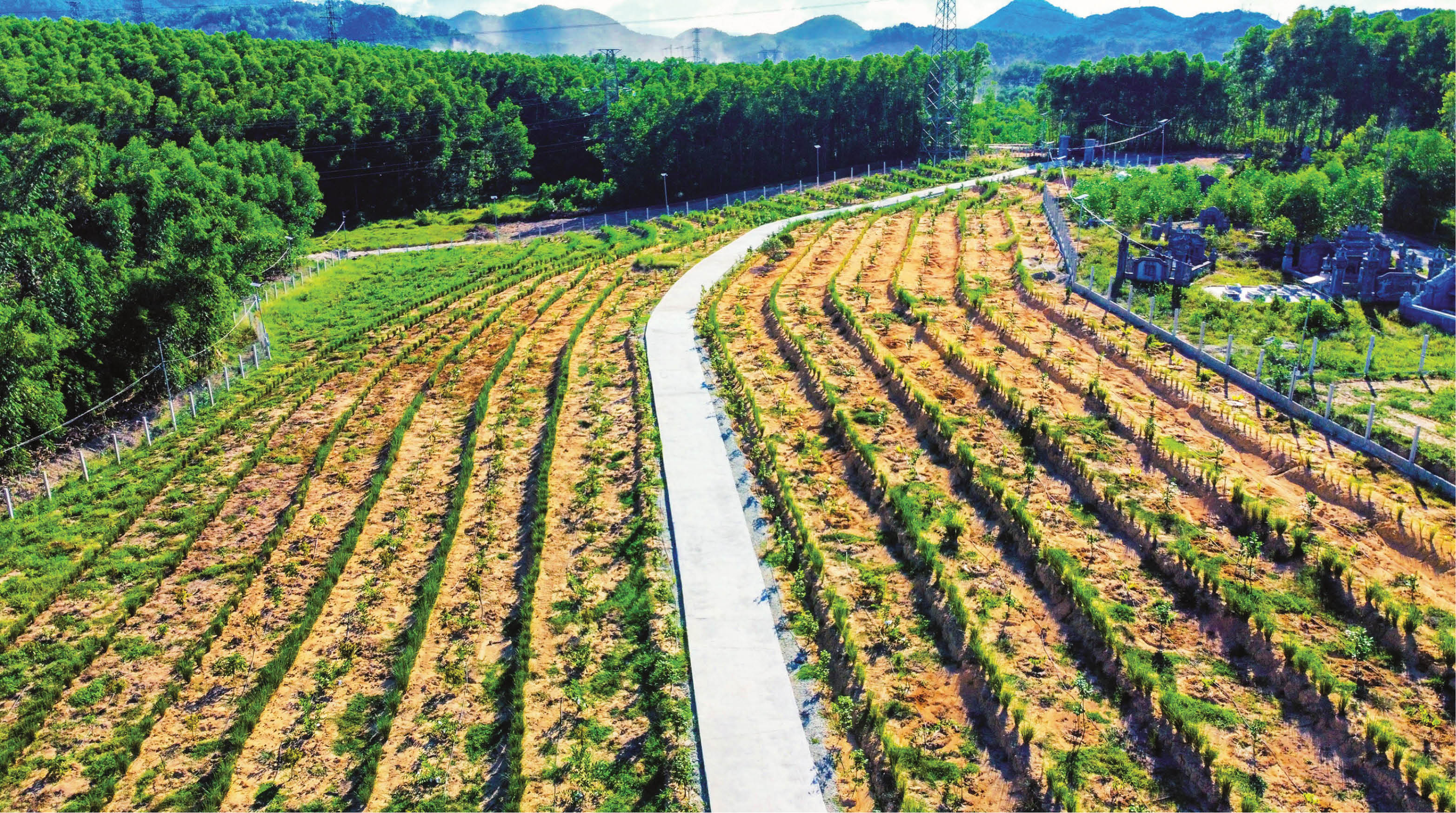 Cỏ Vetiver Chống hạn, giữ đất  thân thiện với môi trường