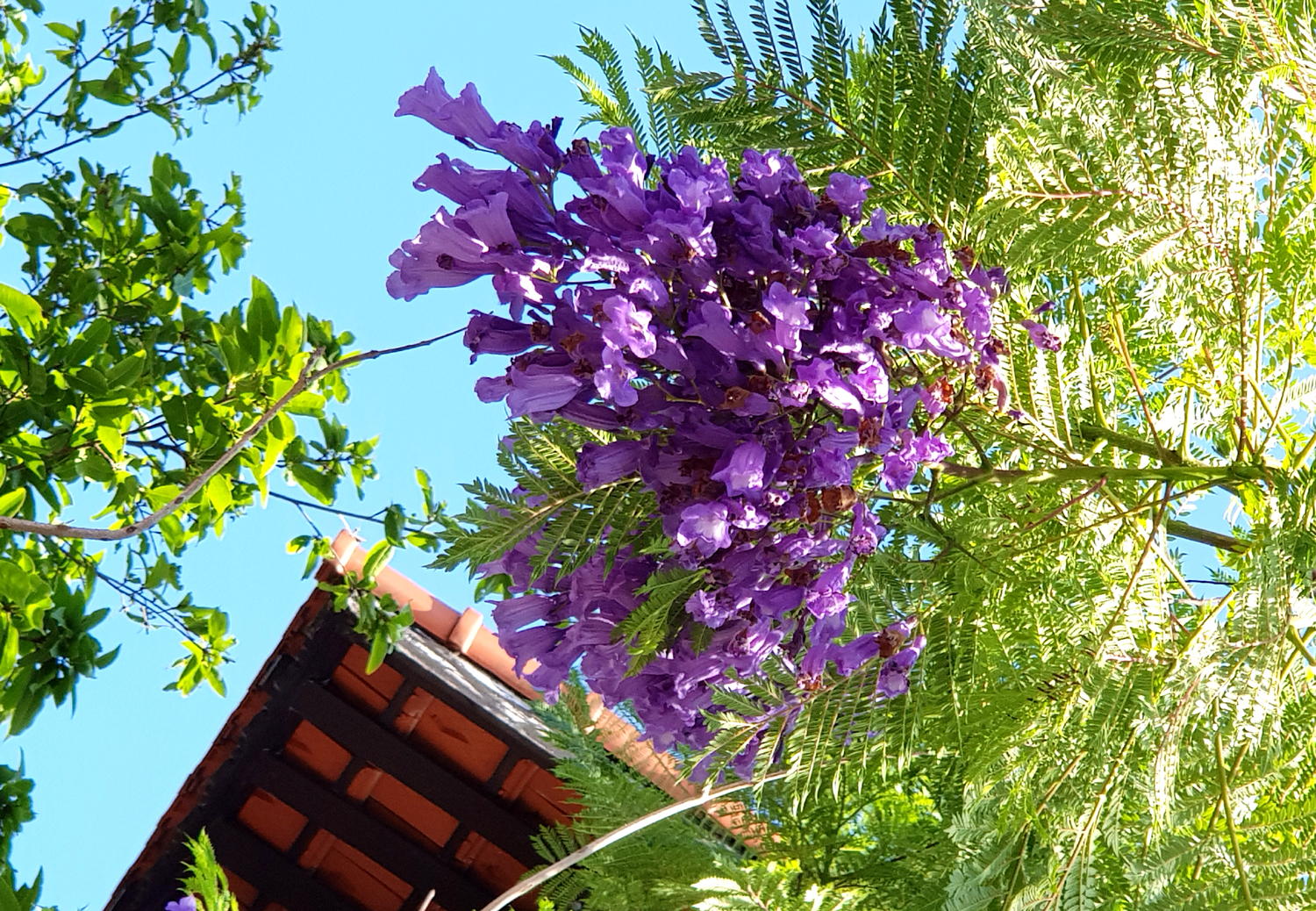 Purple flamboyants blooming in Hue
