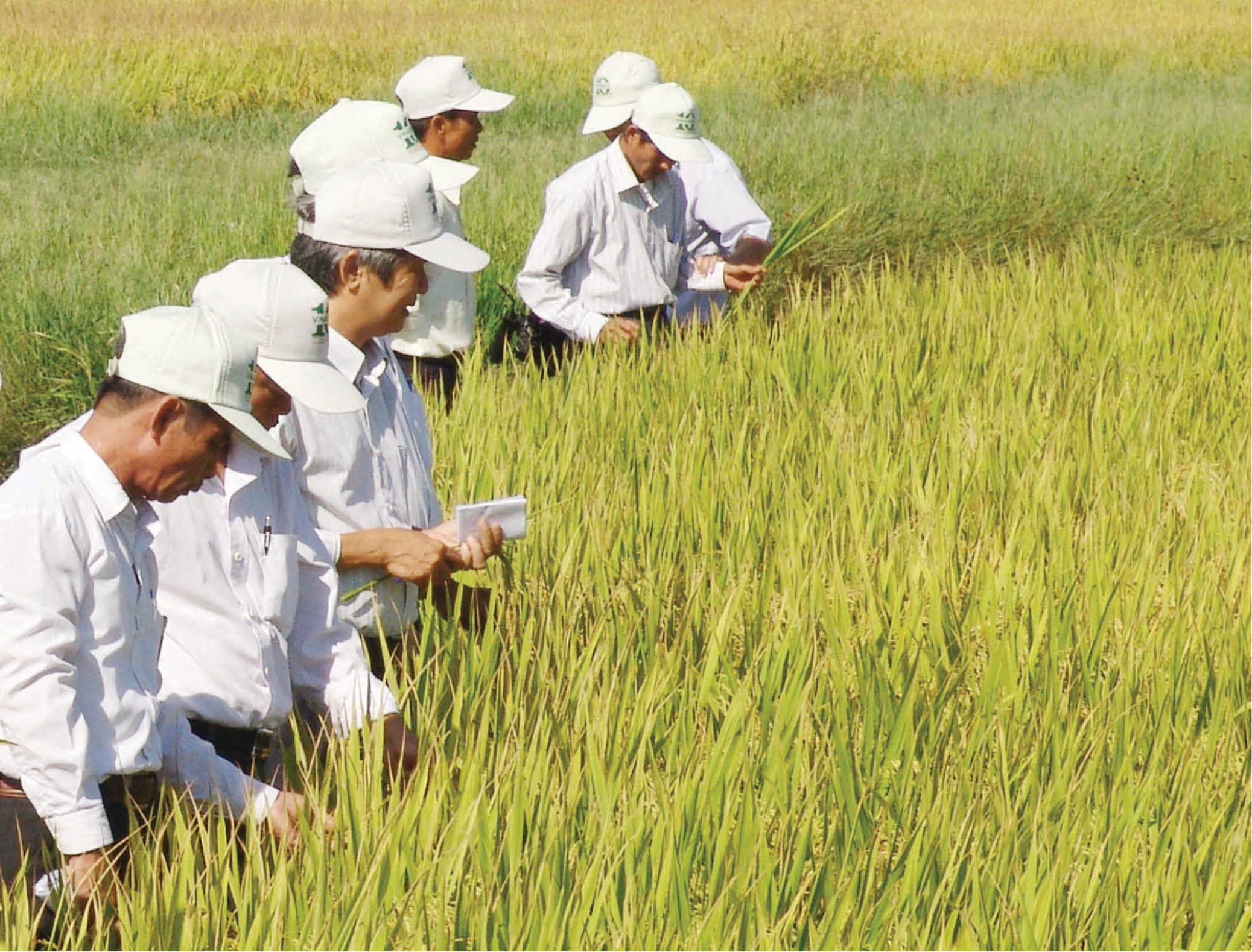 Năng suất, giá lúa thấp Nông dân thua lỗ