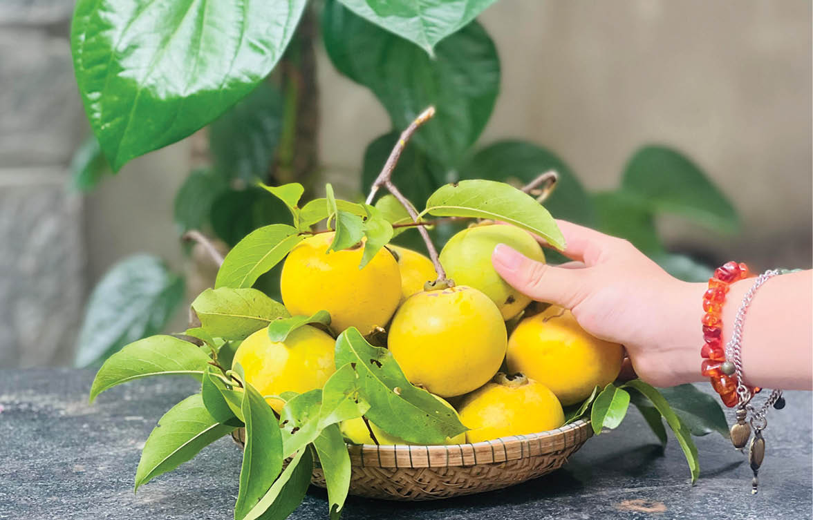 Vàng ươm mùa thị