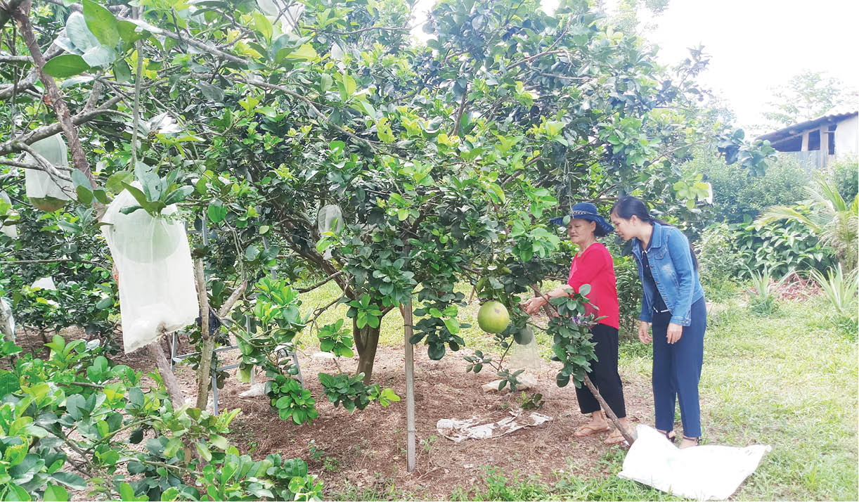 Bưởi da xanh - Hướng đi mới của người dân Phong Xuân