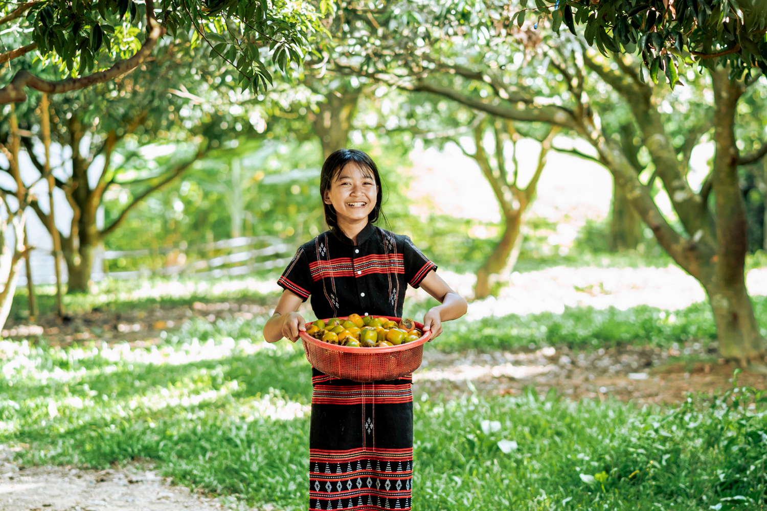 The early ripened A Luoi persimmon season