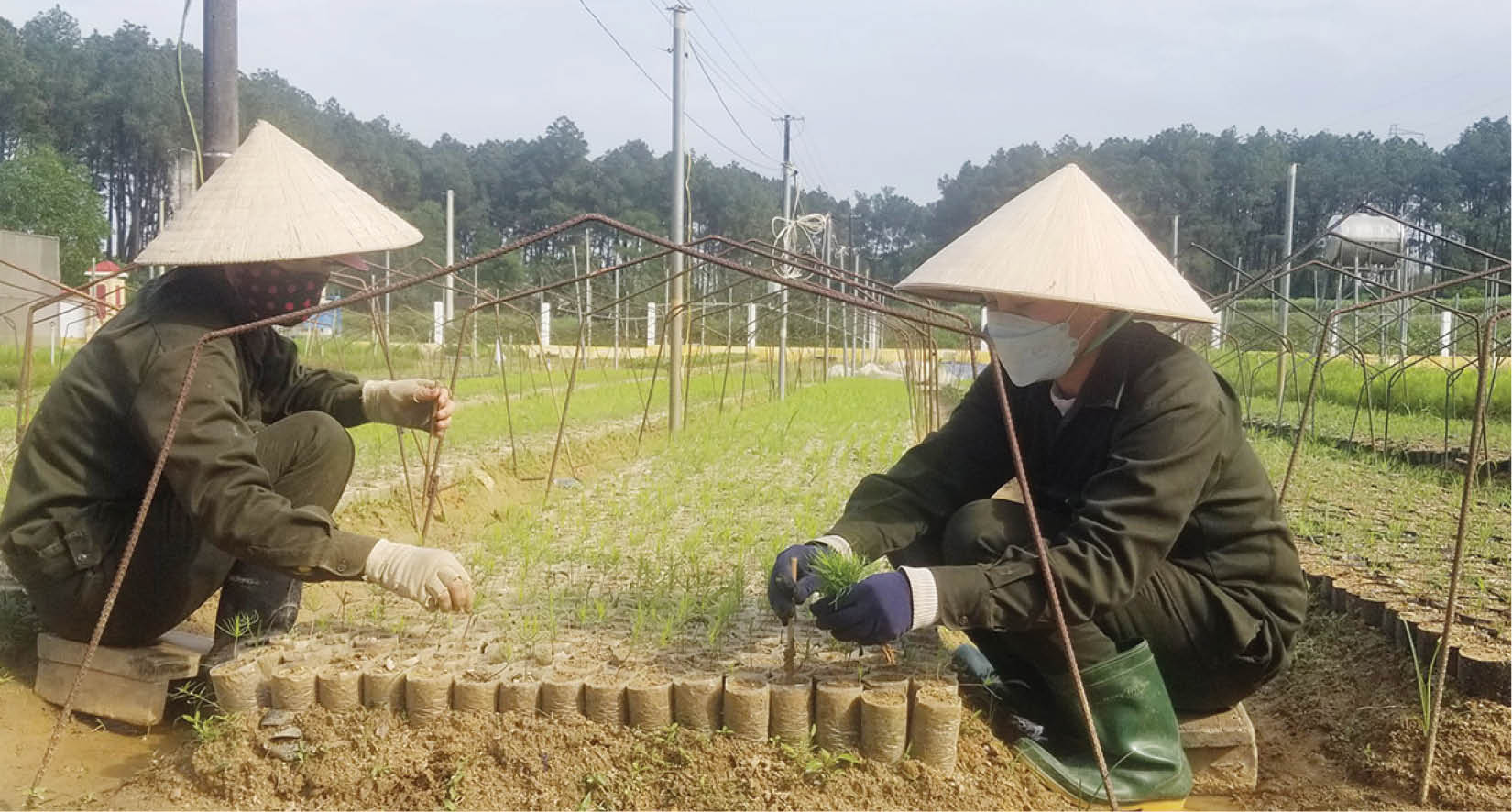Phát triển rừng bền vững
