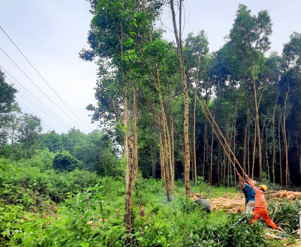 Điện lực tỉnh sẵn sàng ứng phó với bão Noru