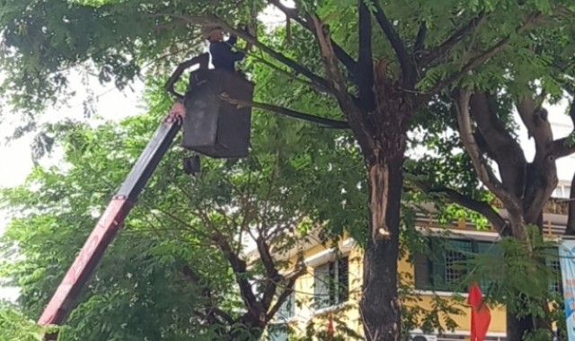 Cắt tỉa hơn 800 cây xanh để ứng phó với bão Noru
