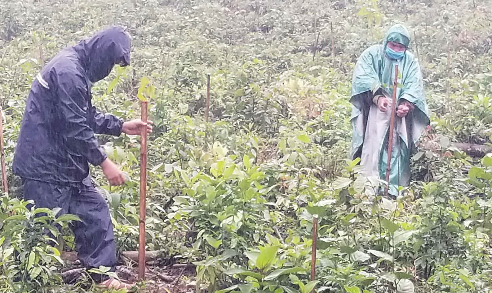 Trồng rừng thay thế gắn với chất lượng