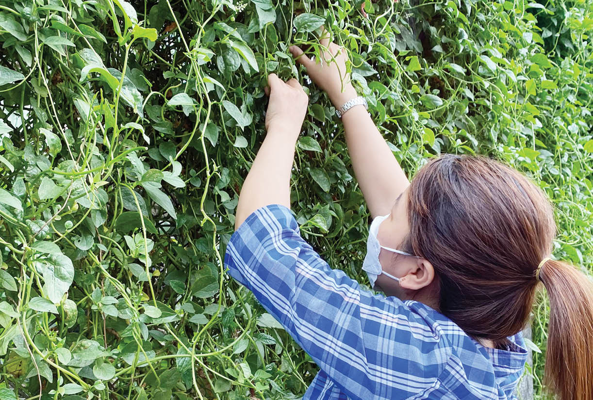 Vườn rau, dược liệu trong nhà