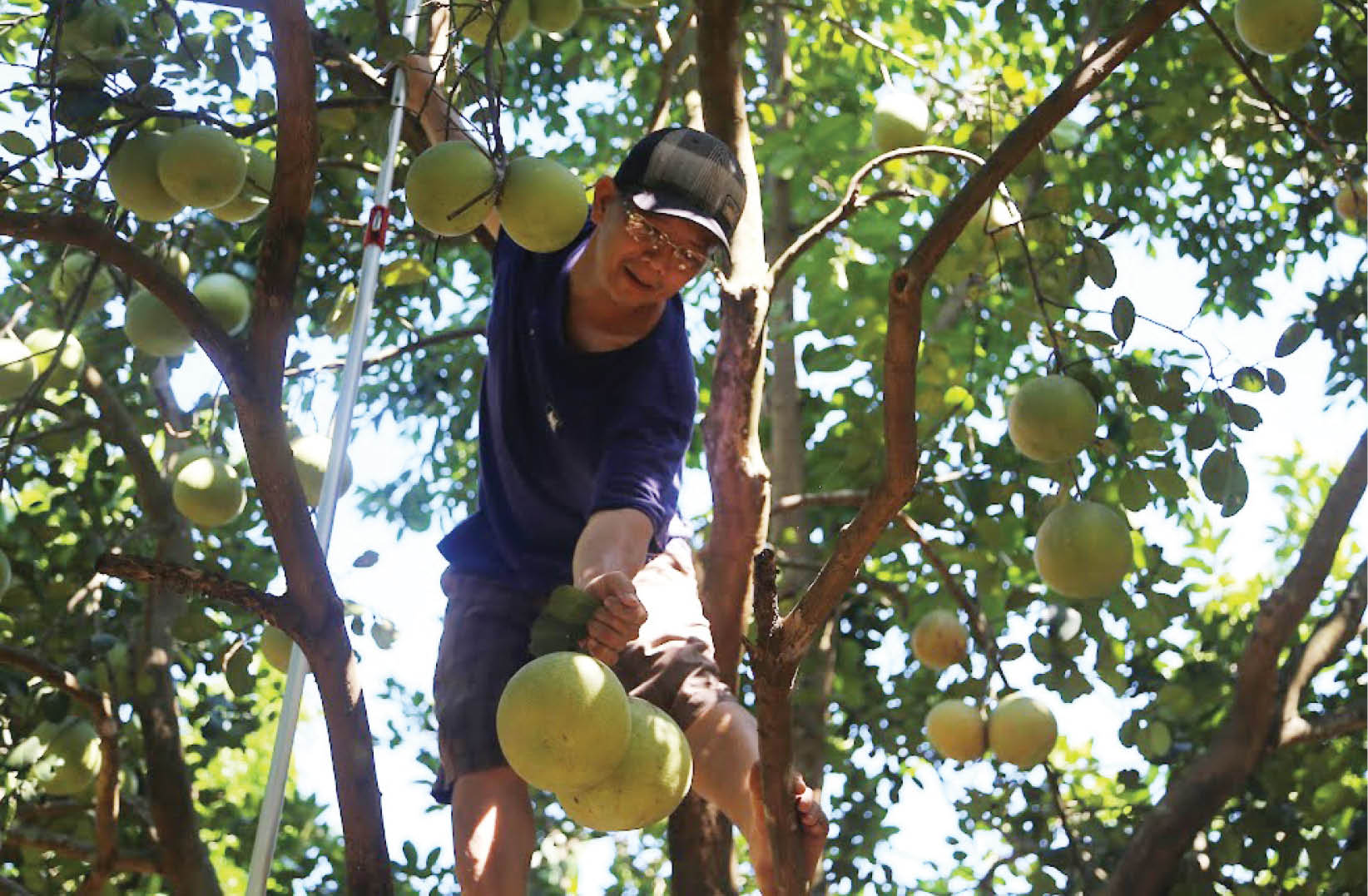 “Nâng tầm” trái thanh trà