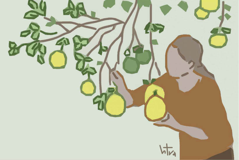 Thanh tra pomelo season in Hue