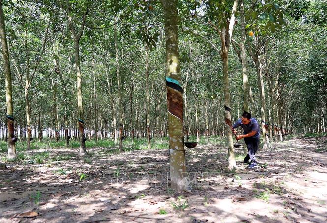 Nhu cầu giảm gây khó khăn cho xuất khẩu cao su