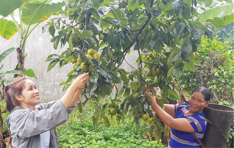 Phục hồi những vườn hồng
