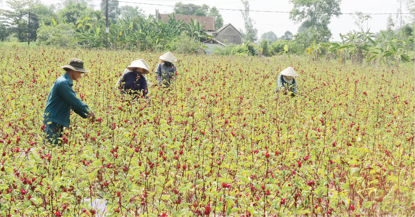 Góp phần đẩy mạnh xây dựng nông thôn mới