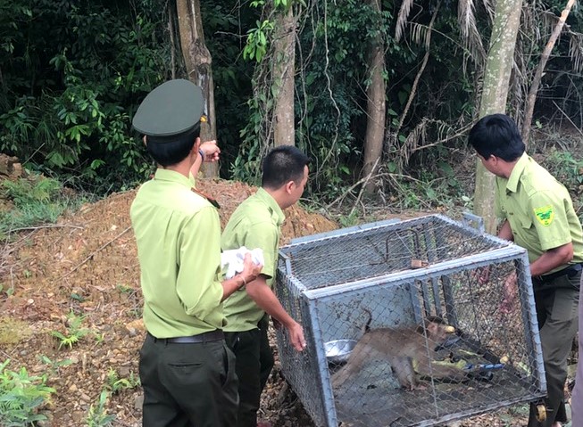 Thả cá thể khỉ nhóm IIB về rừng tự nhiên