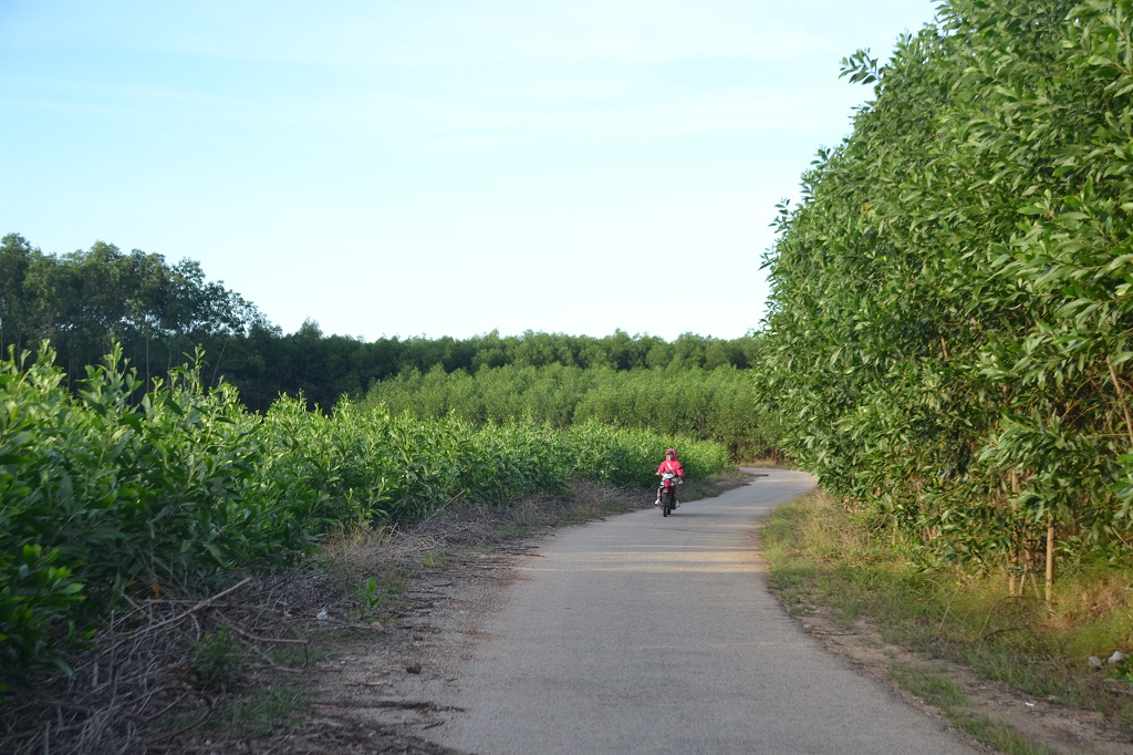Phạt hành chính 60 triệu đồng vì khai thác rừng phòng hộ trái phép