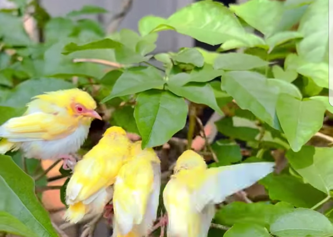 “Tình nghĩa” chim rừng