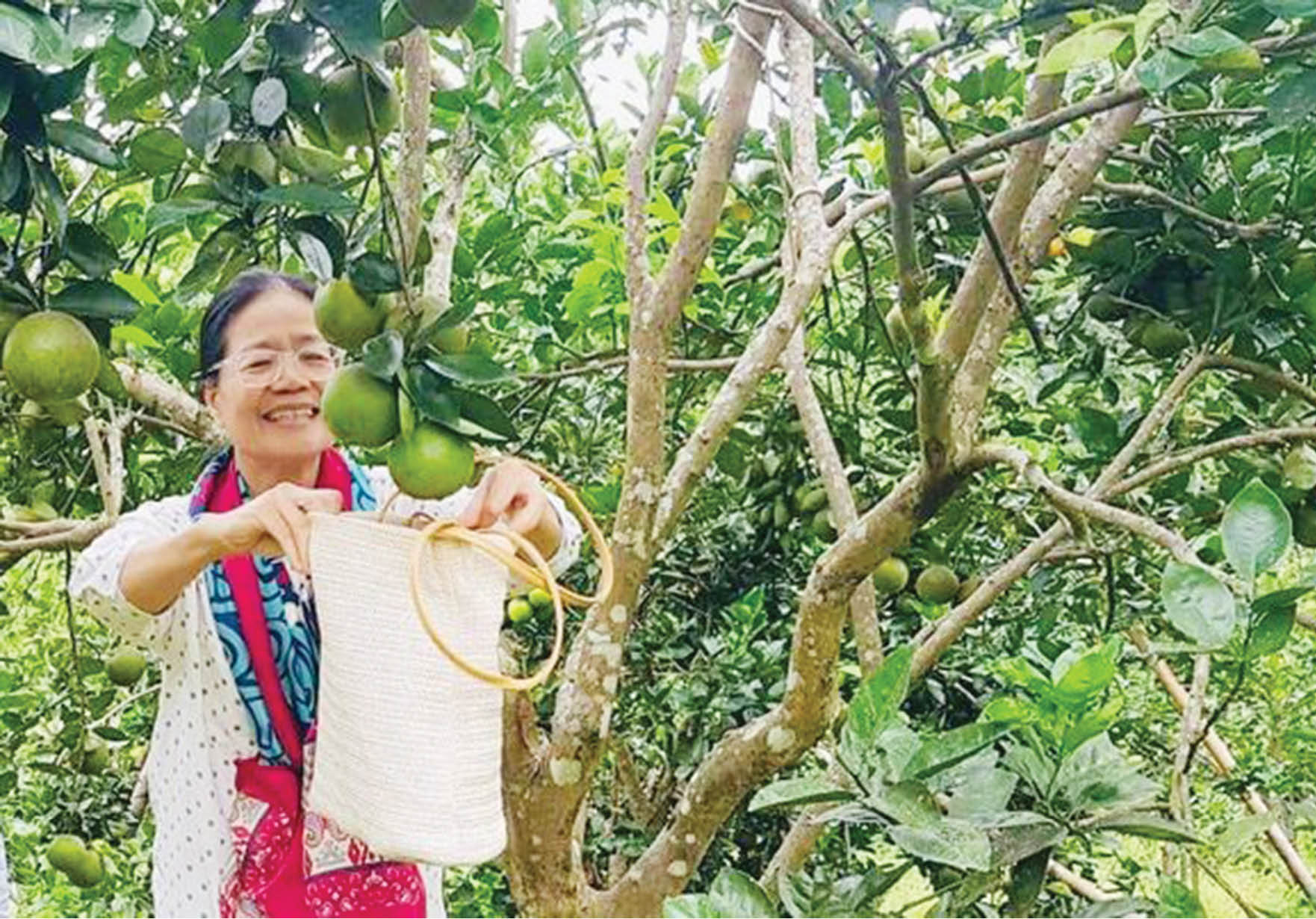 Lên rẫy khi mùa cam vừa chín