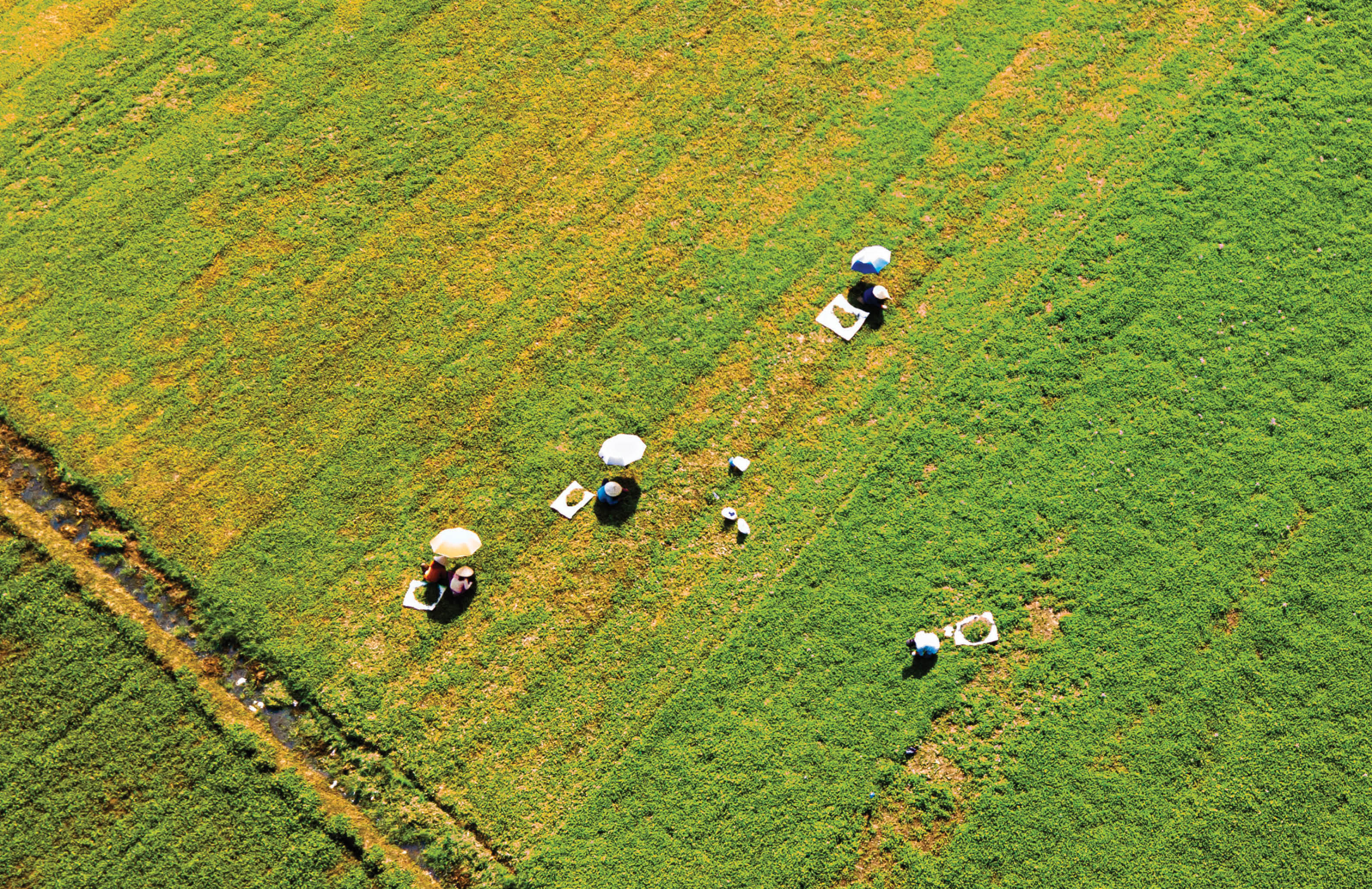 Vùng chuyên canh rau má Quảng Thọ