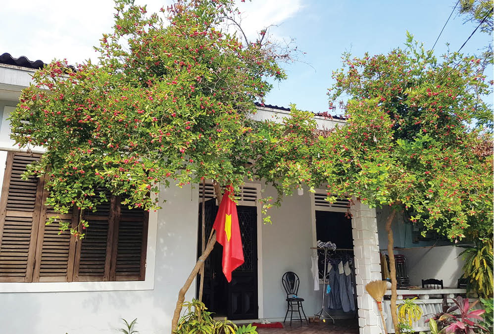 Giữ cây - xây nhà