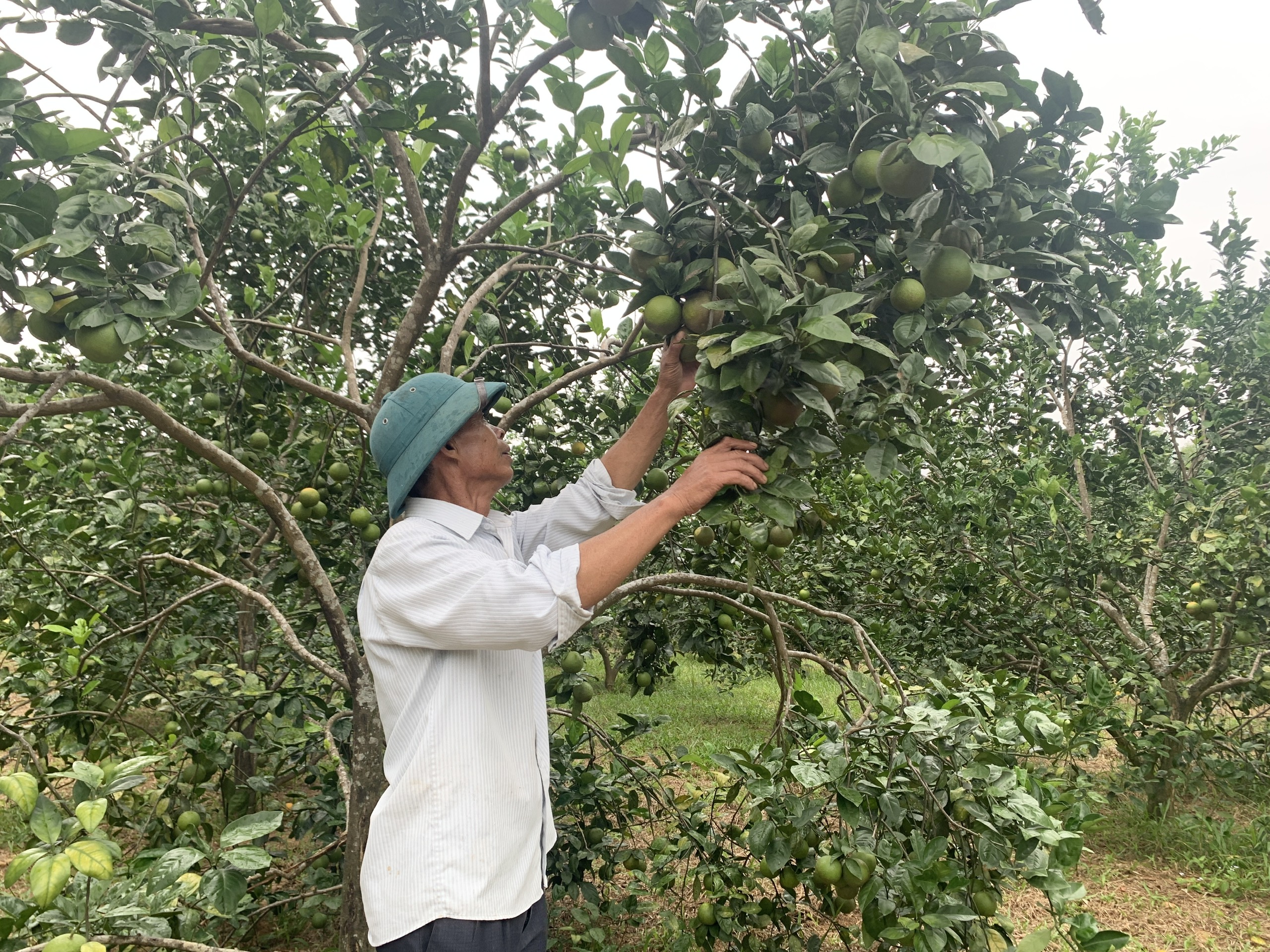 Cam Nam Đông thu hoạch chạy mưa lũ