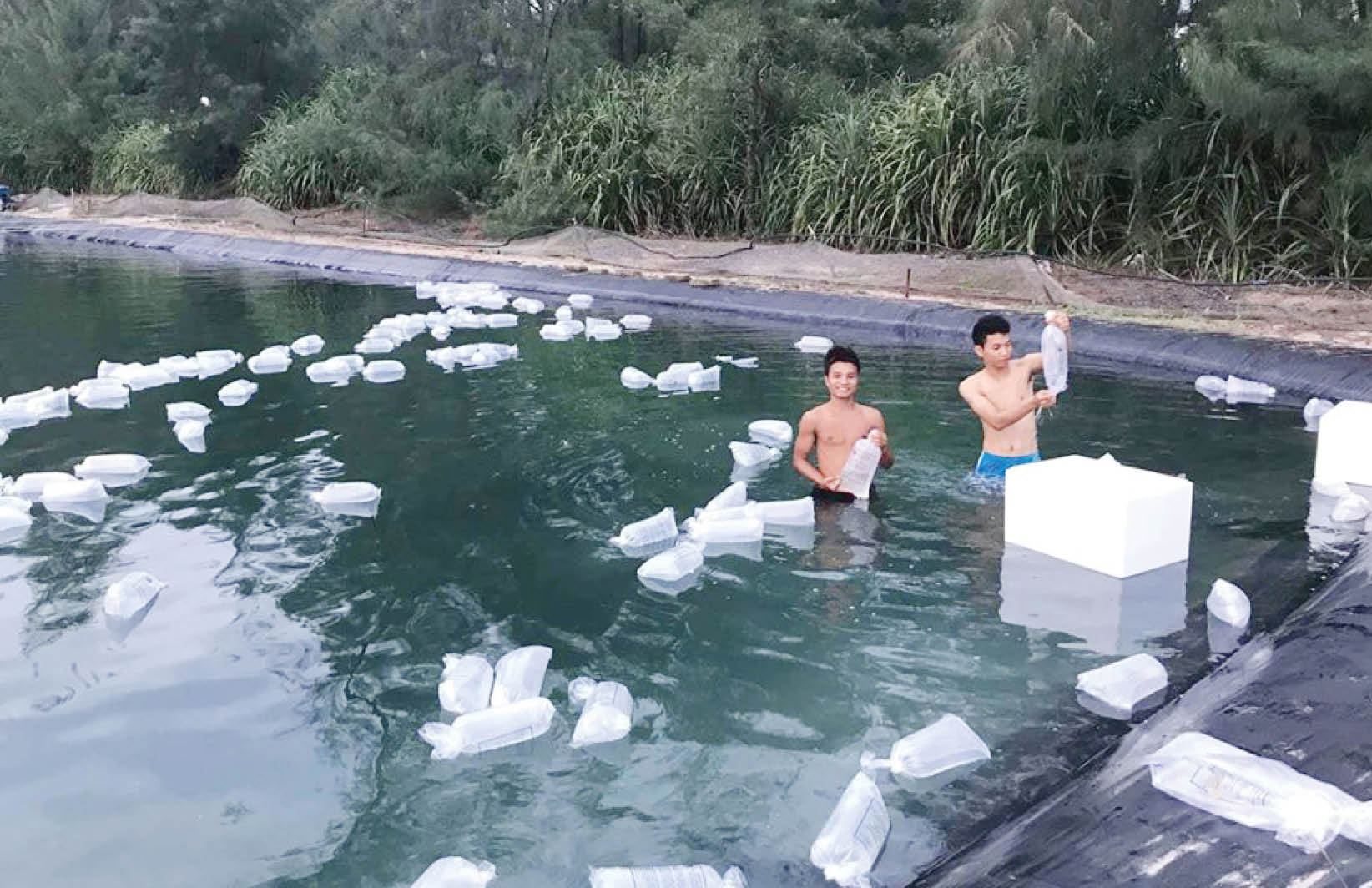 Nỗi lo dịch bệnh tôm nuôi trên cát
