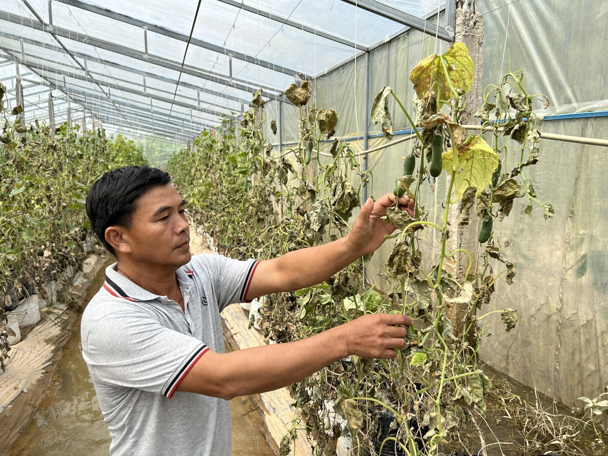 Nông dân khóc… hoa màu