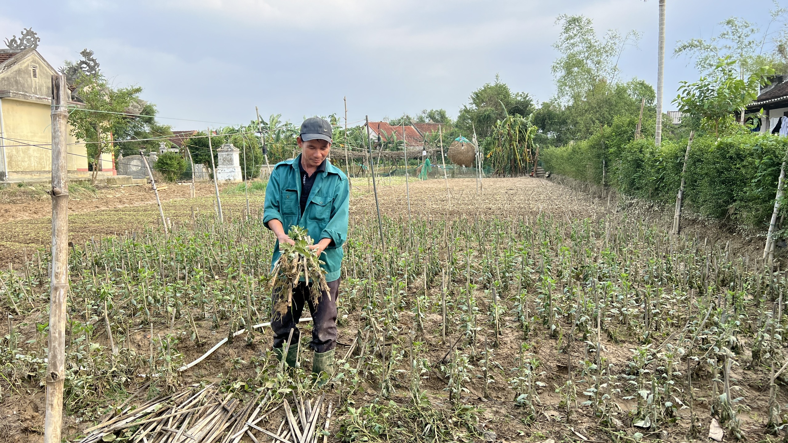 Phú Mậu mất trắng vụ hoa tết