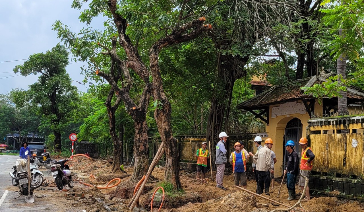 Trồng mới 167 cây xanh tại phố đi bộ Hai Bà Trưng