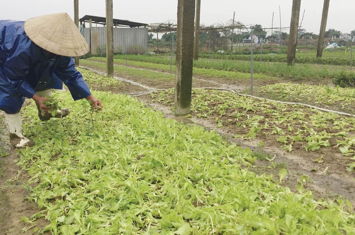 Những mầm rau đầu tiên sau lũ