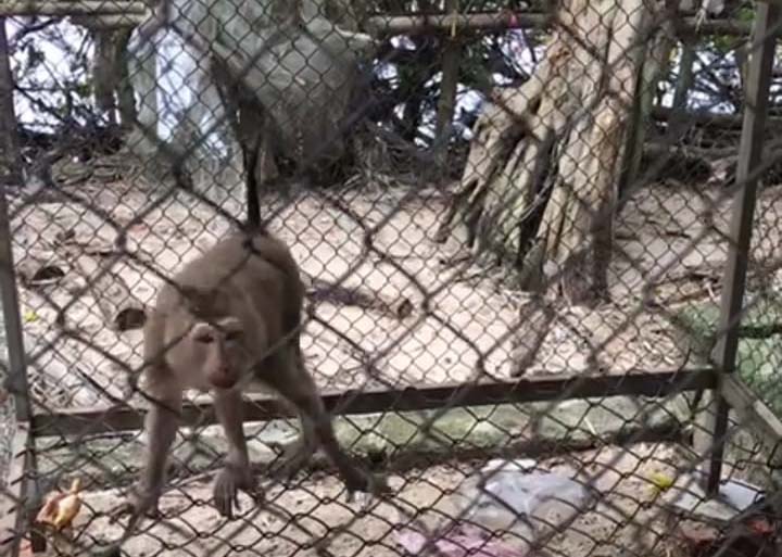 Tiếp nhận cá thể khỉ đuôi lợn quý hiếm