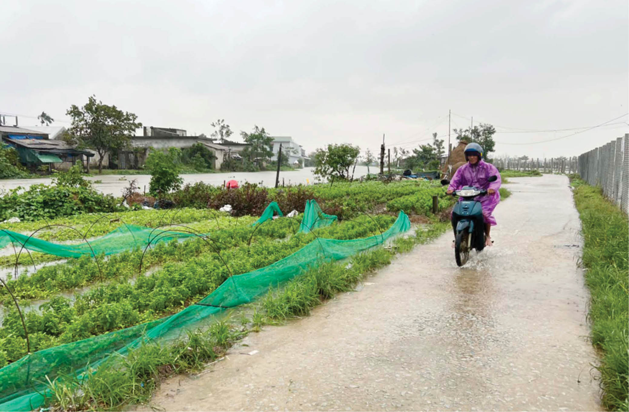 Lo giống cho vụ tết và đông xuân