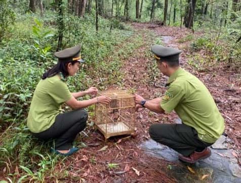 Thả 268 cá thể chim về môi trường tự nhiên