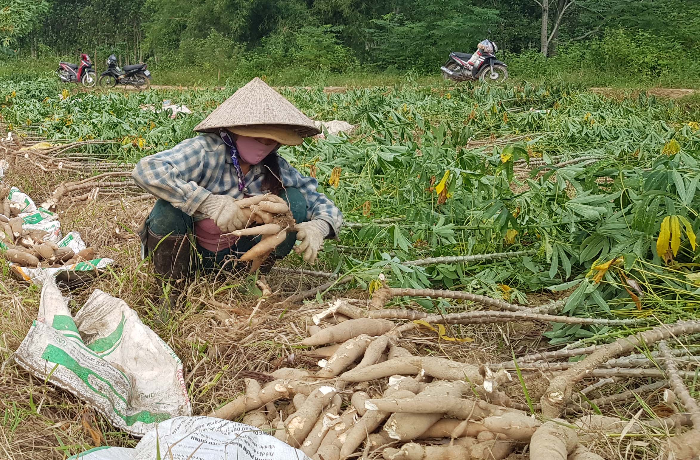 Gần 200 ha sắn bị bệnh khảm lá