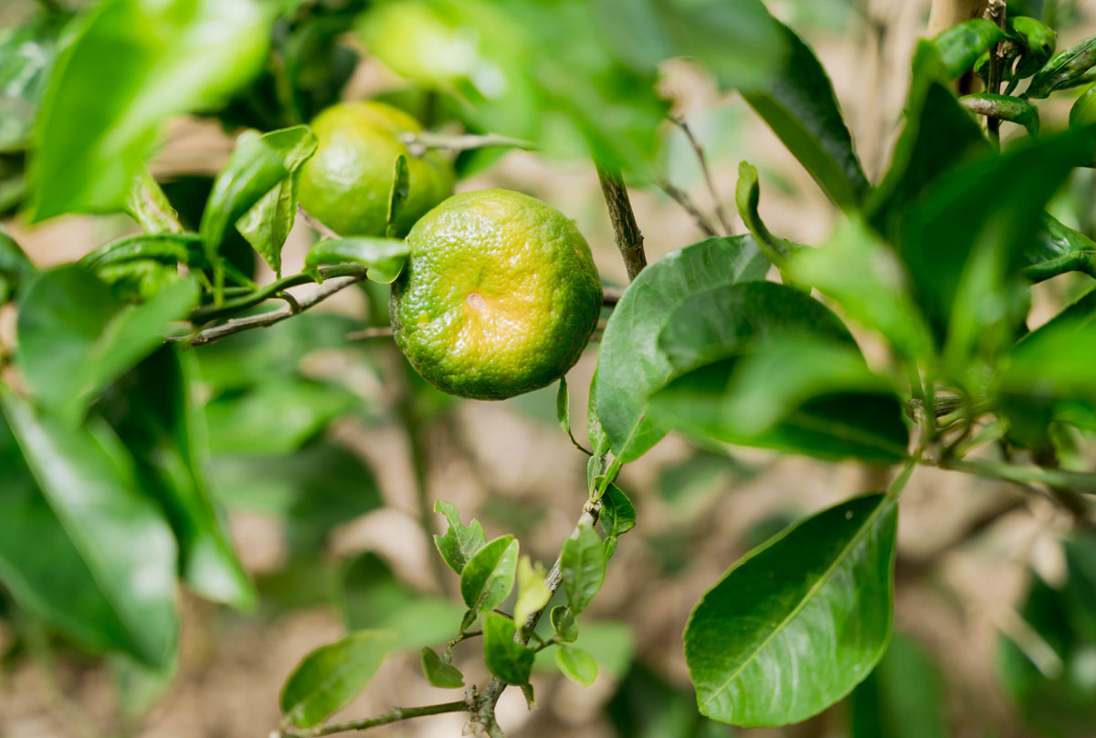 Gầy dựng lại vườn quýt Hương Cần