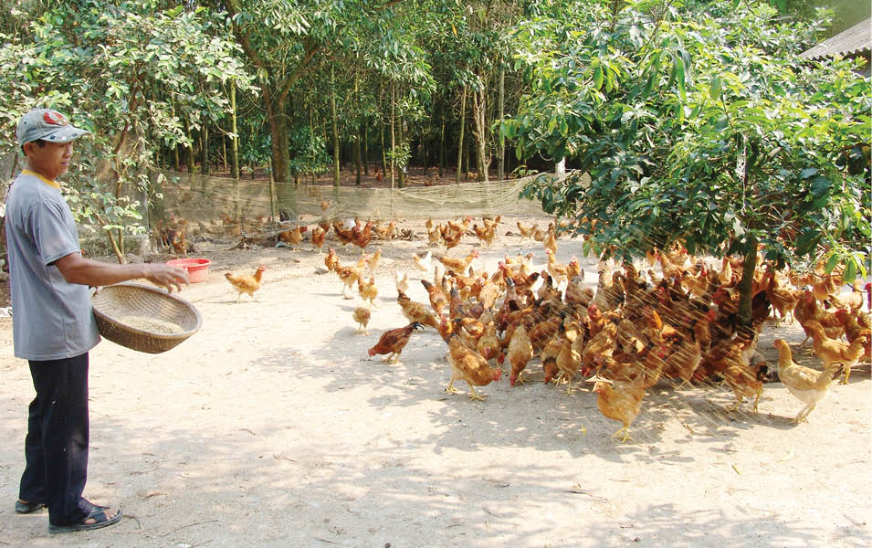 Kháng sinh cho gà bằng thảo dược