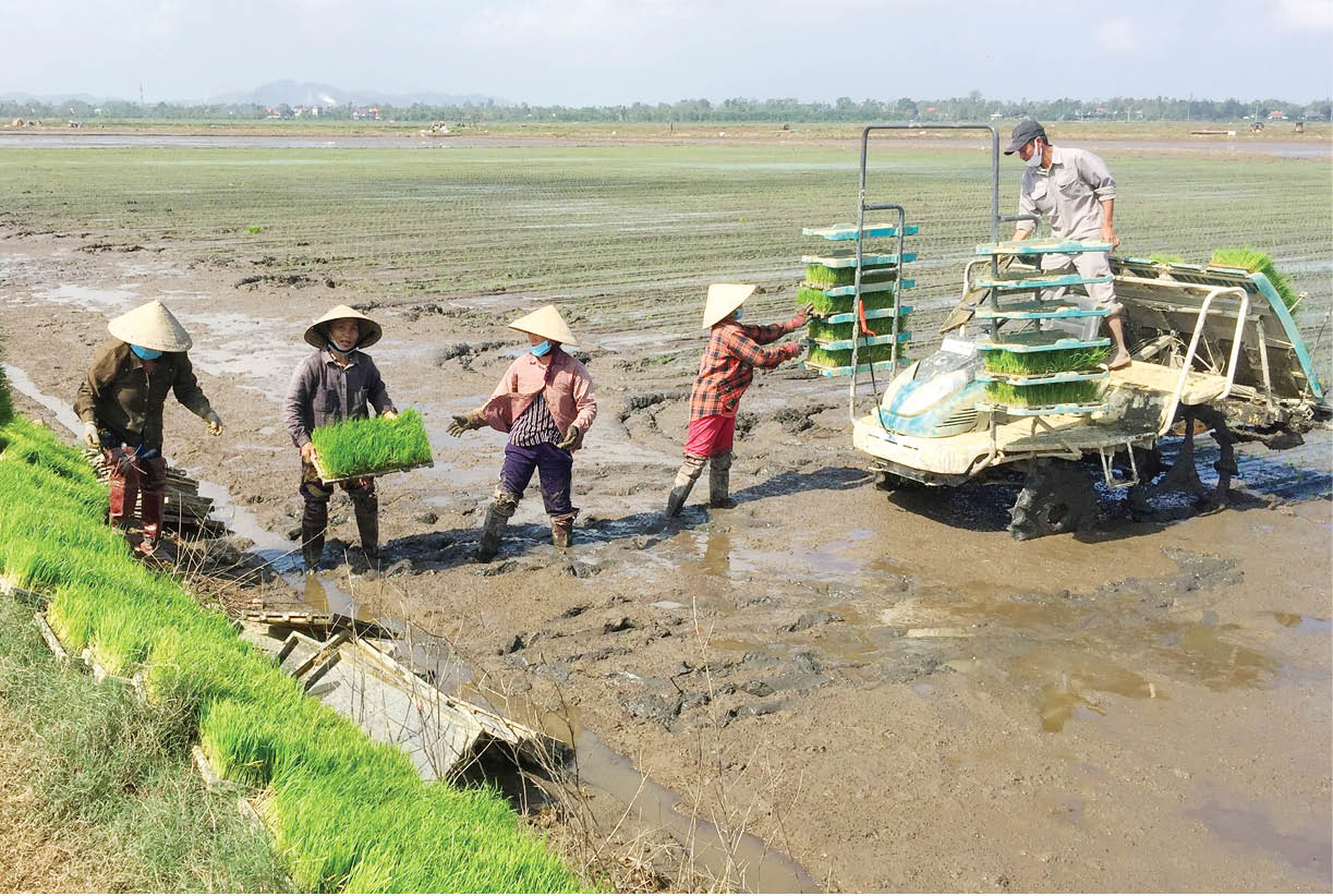 Phát triển nông nghiệp hữu cơ - xu thế tất yếu - Kỳ 2 Hướng đi bền vững