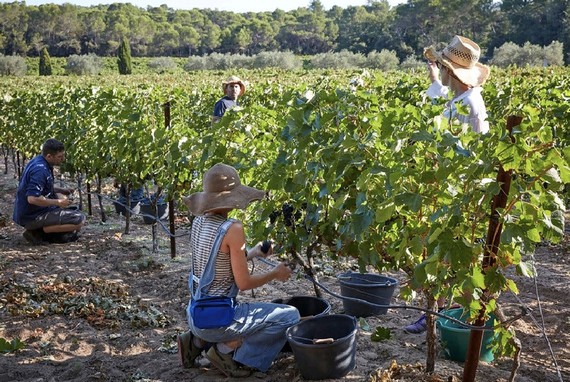 Dự luật về nhập cư ở Pháp gây tranh cãi