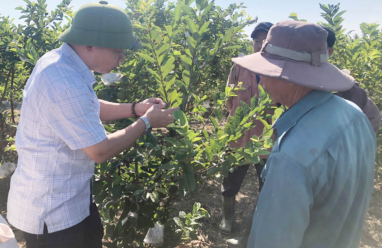 Ổi Hương Xuân vươn ra thị trường mới