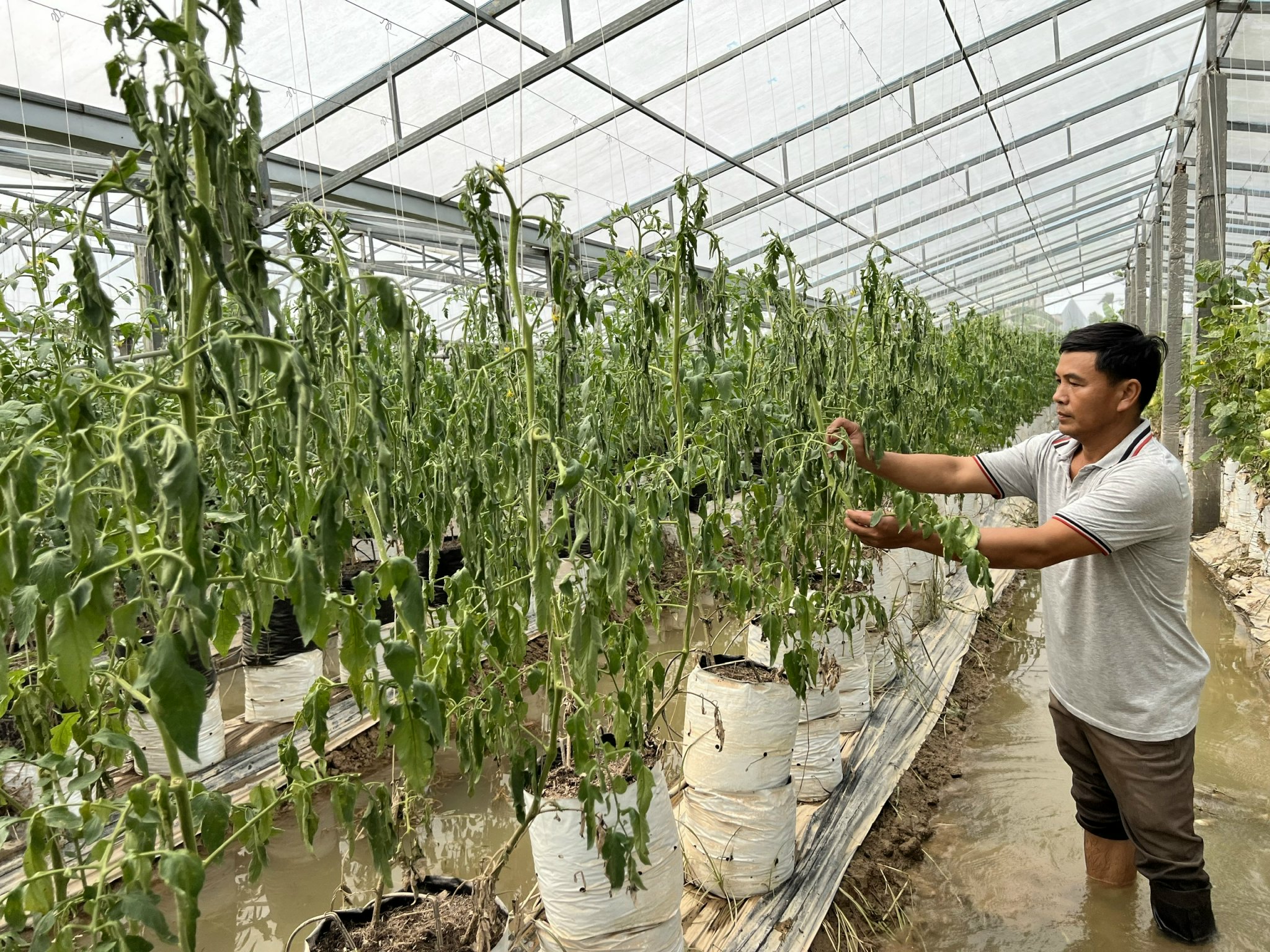 Sản xuất nông nghiệp thích ứng với biến đổi khí hậu