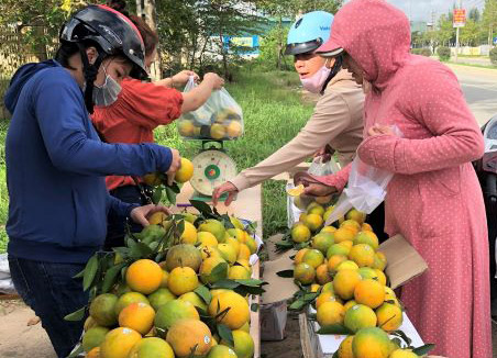 Kết nối tiêu thụ cam vàng Hà Giang
