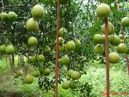 Hàng trăm ha cây ăn quả bị sâu bệnh gây hại