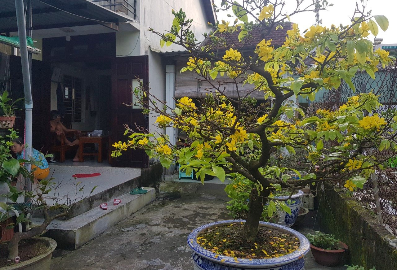 Nắng nóng kéo dài giữa mùa đông khiến mai vàng nở sớm
