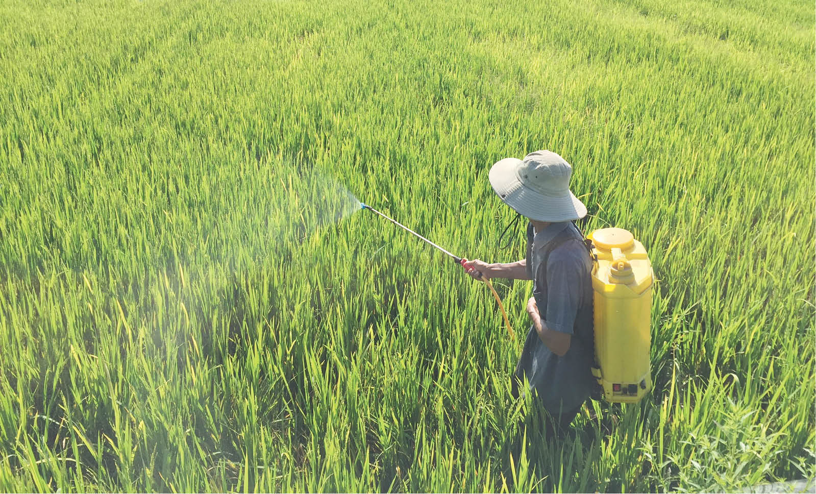 Sử dụng thuốc bảo vệ thực vật hợp lý: Lợi đôi đường