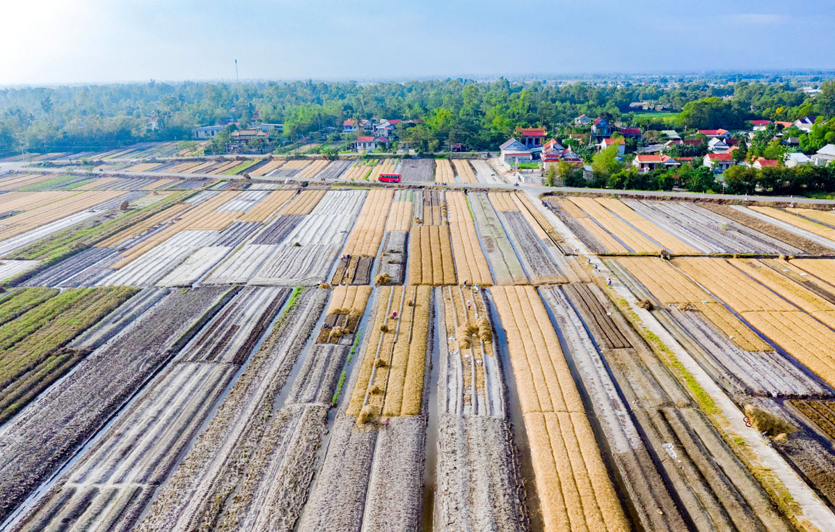 Bám vườn chăm hoa, chăm rau tết