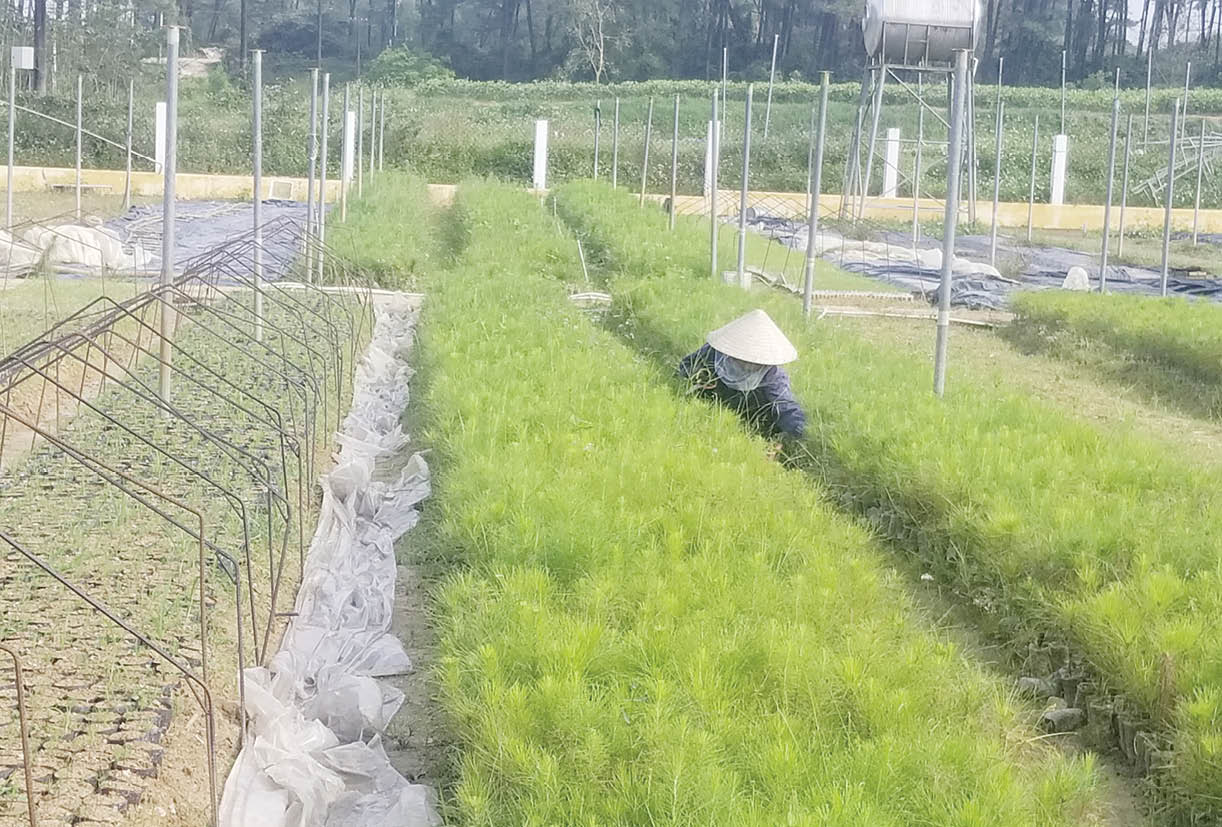 Giống chất lượng cho rừng trồng