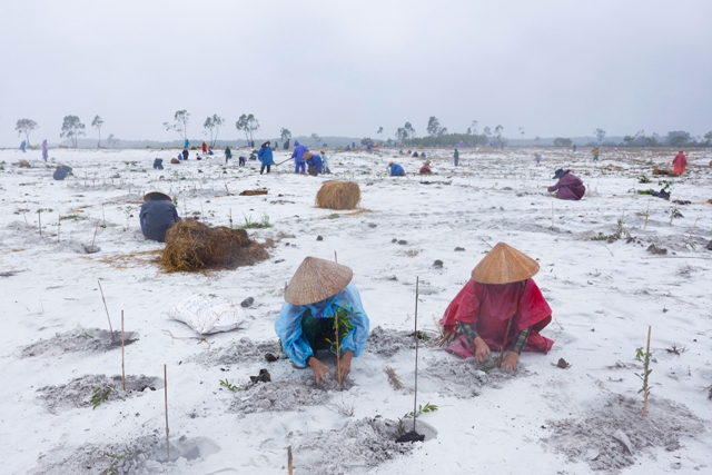 Người dân đội mưa trồng rừng bản địa