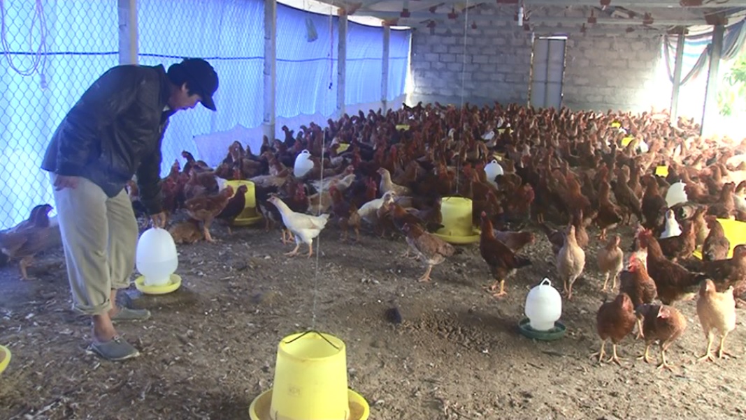 Chống rét, bảo vệ gia súc, gia cầm