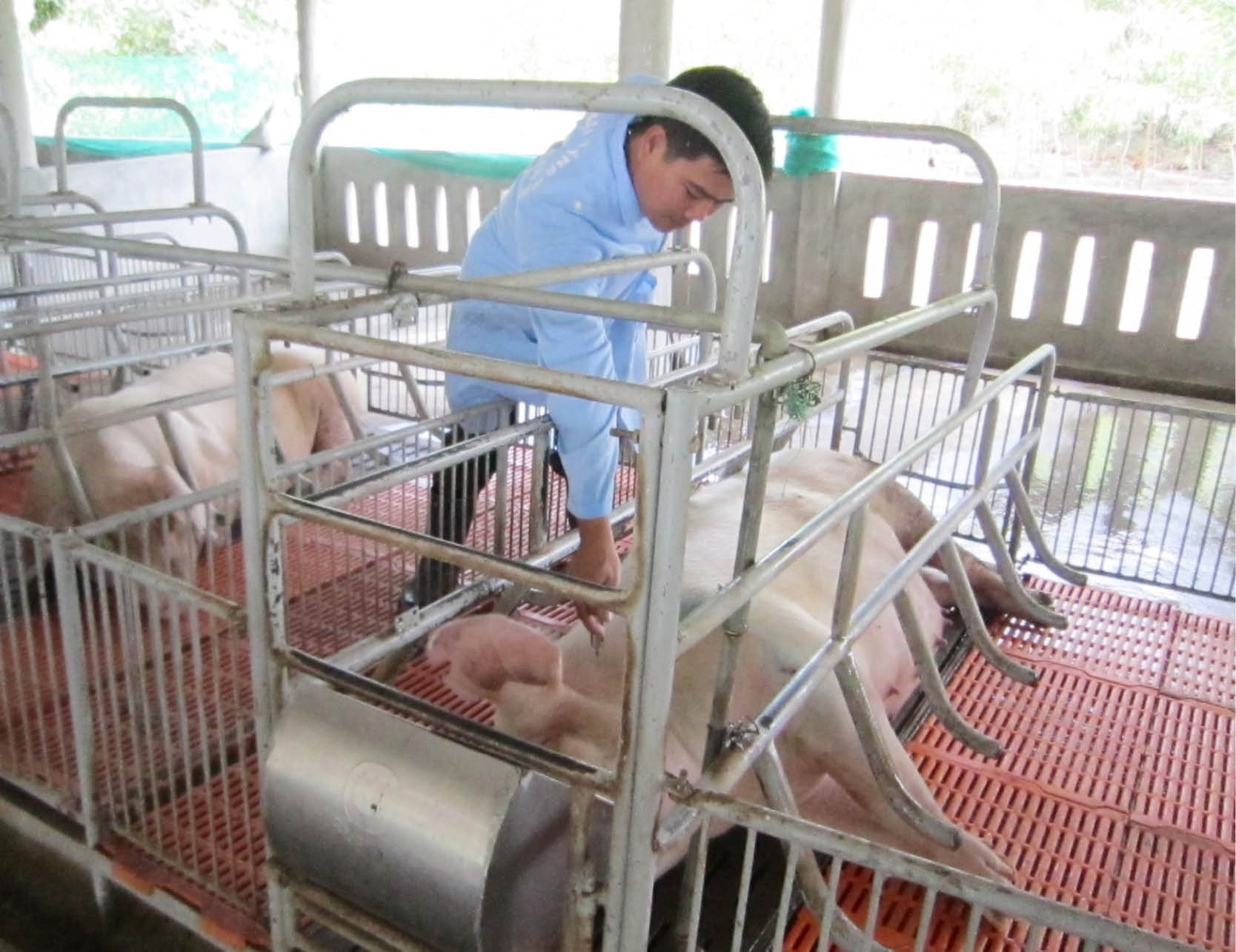 Chẳng giải cứu được mãi