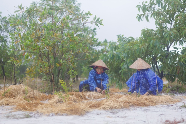 Ra quân trồng rừng phủ xanh vùng cát Phong Chương