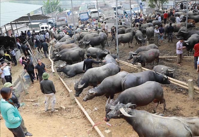 Kiểm soát vận chuyển, buôn bán trái phép trâu bò qua biên giới